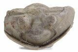 Bargain, Enrolled Asaphus Trilobite - Russia #363243-1